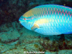 Princess Parrotfish by Ryan Marchese 